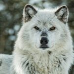 yellowstone-s-aspen-forests-thrive-following-wolf-reintroduction
