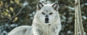 yellowstone-s-aspen-forests-thrive-following-wolf-reintroduction