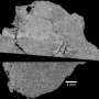 youngest-lunar-meteorite-reveals-key-insights-into-moon-s-history