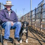 91-year-old-lenny-peeck-reflects-on-a-lifetime-of-cattle-trading