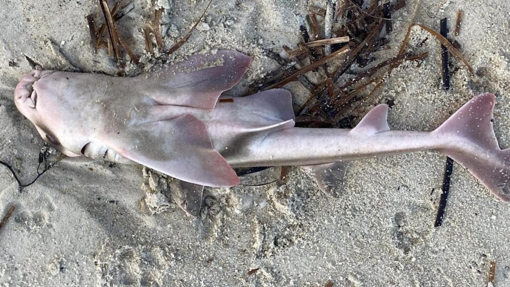 albanese-to-visit-south-australia-amid-urgent-algal-bloom-crisis
