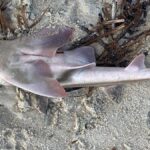 albanese-to-visit-south-australia-amid-urgent-algal-bloom-crisis