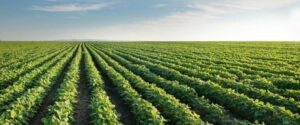 american-farmland-prices-surge-to-record-highs-in-2024