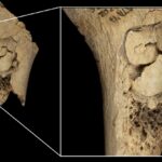 archaeological-discoveries-uncover-evidence-of-cannibalism-in-spain