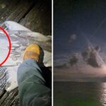aussie-fisherman-discovers-severed-shark-off-sorrento-pier