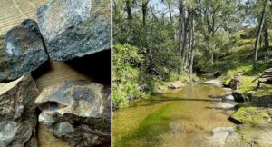 aussie-mum-unearths-340-million-year-old-fossils-in-nsw-creek