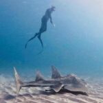 australian-diver-encounters-rare-shark-ray-off-gold-coast