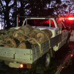 authorities-seize-ute-in-urgent-crackdown-on-illegal-firewood