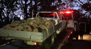 authorities-seize-ute-in-urgent-crackdown-on-illegal-firewood