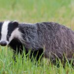 badgers-force-demolition-of-historic-pavilion-in-kidderminster