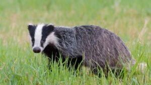 badgers-force-demolition-of-historic-pavilion-in-kidderminster