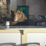 bear-invades-ice-cream-shop-in-lake-tahoe-sample-flavors