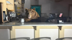 bear-takes-over-ice-cream-parlour-in-lake-tahoe-samples-flavours