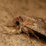 bogong-moths-inspire-innovations-in-navigation-technology