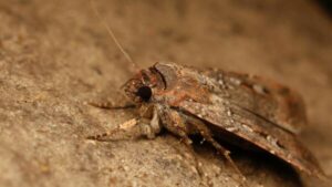 bogong-moths-inspire-innovations-in-navigation-technology