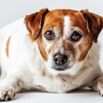 breakthrough-weight-loss-jabs-for-pets-coming-soon-experts-say