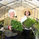 brimbank-residents-to-plant-1-500-wildflowers-this-sunday