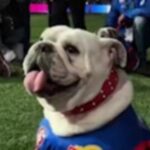 bulldogs-mascot-caesar-retires-after-final-game-appearance
