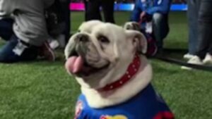 bulldogs-mascot-caesar-retires-after-final-game-appearance
