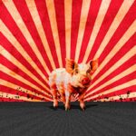celebrating-80-years-of-animal-farm-a-literary-masterpiece