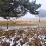 cold-fronts-bring-snow-flurries-to-four-states-in-australia