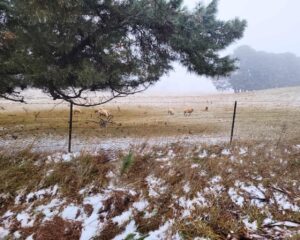 cold-fronts-bring-snow-flurries-to-four-states-in-australia