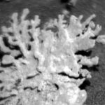 curiosity-rover-uncovers-unique-coral-like-rock-on-mars