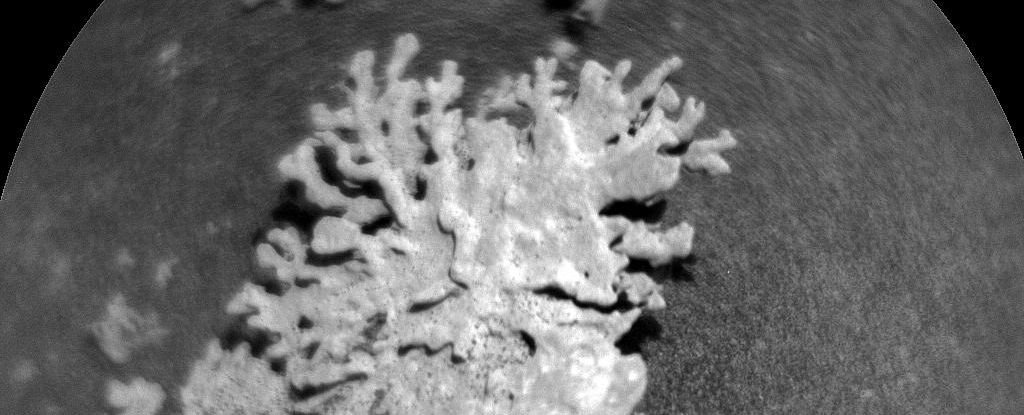 curiosity-rover-uncovers-unique-coral-like-rock-on-mars