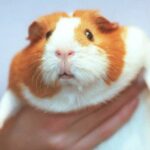 danish-zoo-seeks-small-pets-for-predators-diets
