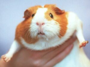 danish-zoo-seeks-small-pets-for-predators-diets