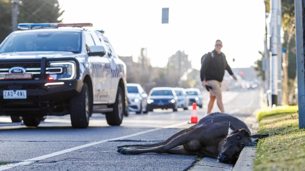 deer-struck-and-killed-on-melbourne-s-eastern-freeway-during-rush-hour
