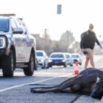 deer-struck-and-killed-on-melbourne-s-eastern-freeway-during-rush-hour