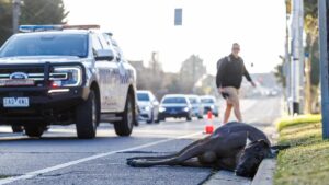 deer-struck-and-killed-on-melbourne-s-eastern-freeway-during-rush-hour