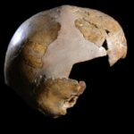 discovery-of-ancient-skull-links-neanderthals-to-modern-humans