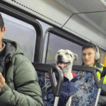 dog-s-bus-adventure-ends-with-happy-reunion-after-15-minutes