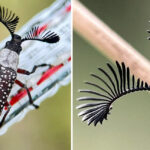 elusive-feather-horned-beetles-spotted-in-queensland-boom