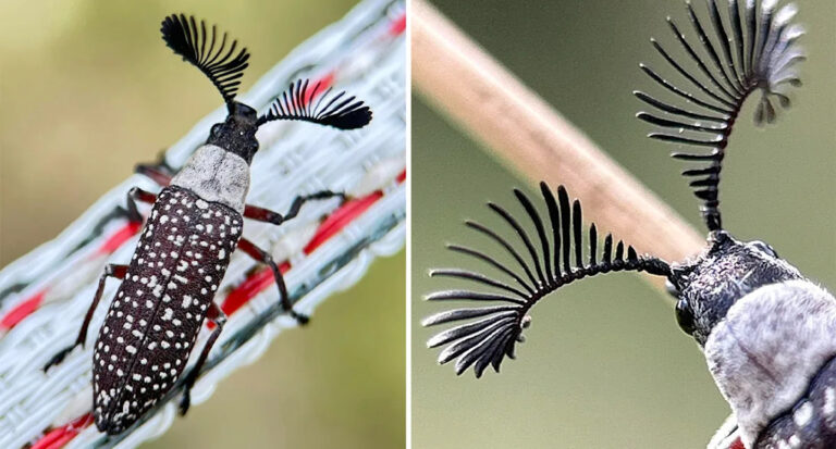 elusive-feather-horned-beetles-spotted-in-queensland-boom