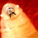 flesh-eating-parasite-detected-in-maryland-first-case-in-decades