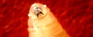 flesh-eating-parasite-detected-in-maryland-first-case-in-decades