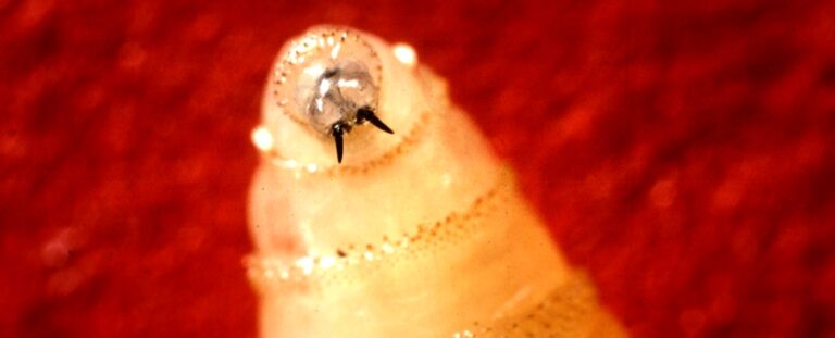 flesh-eating-parasite-detected-in-maryland-first-case-in-decades