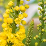 flowers-use-ingenious-tactics-to-attract-and-control-pollinators
