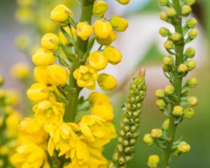 flowers-use-ingenious-tactics-to-attract-and-control-pollinators