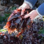 foraging-for-health-exploring-the-benefits-of-wild-plants