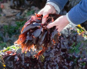 foraging-for-health-exploring-the-benefits-of-wild-plants