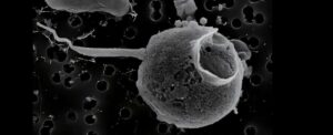 giant-virus-discovered-with-record-breaking-tail-in-pacific-ocean