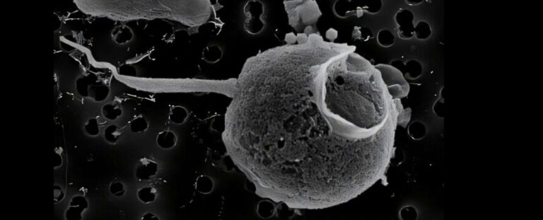 giant-virus-discovered-with-record-breaking-tail-in-pacific-ocean
