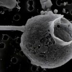 giant-virus-discovered-with-record-breaking-tail-length