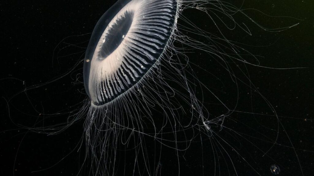 gravelines-nuclear-plant-shuts-down-after-jellyfish-invasion