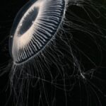 gravelines-nuclear-plant-shuts-down-after-jellyfish-invasion