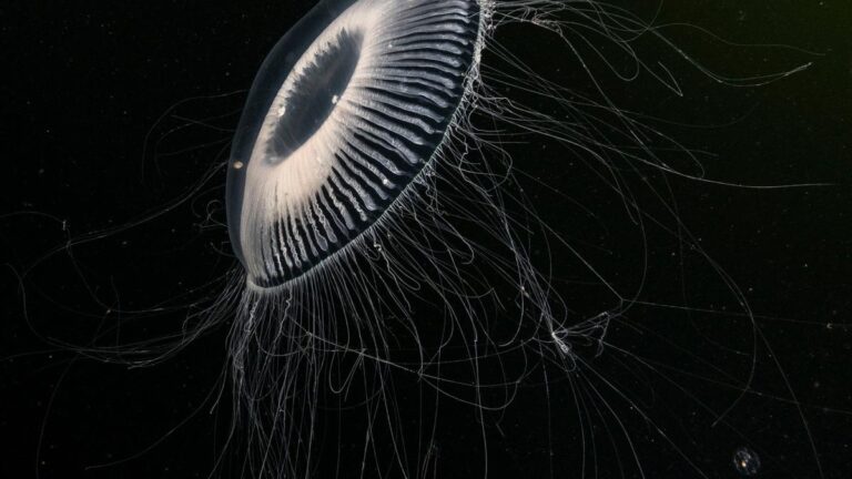 gravelines-nuclear-plant-shuts-down-after-jellyfish-invasion
